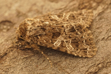 Closeup on the lychnis moth,Hadena bicruris