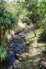waterfall in the forest