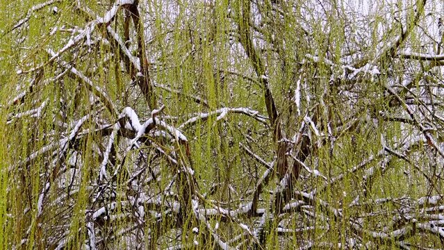 Willow tree during cold snowy day.