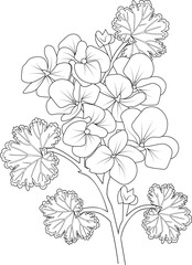 Fototapeta premium Set of hand drawn stylized outline geranium flower isolated on white background. Highly detailed vector illustration, botanic leaf branch or buds engraved ink art coloring page for children or adult 
