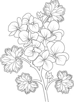 Set of hand drawn stylized outline geranium flower  isolated on white background. Highly detailed vector illustration, botanic leaf branch or buds engraved ink art coloring page for children or adult 