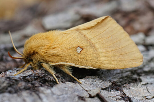 Closeup on the lighbrown Oak Eggar moth, Lasiocampa quercus, sitting on wood in the garden