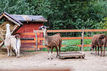 llama in the zoo © photosbynosi