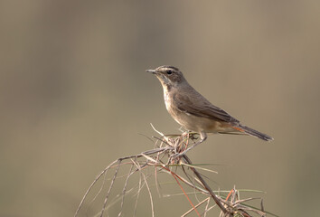 Female bluethroat.bluethroat is a small passerine bird.