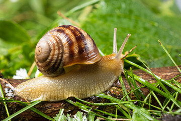 Helix pomatia large grape snail leisurely crawls on the grass.