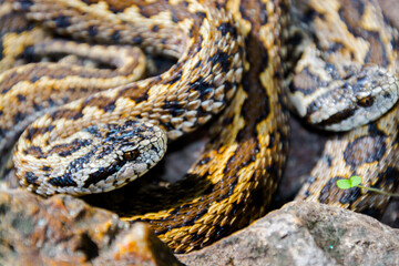 Hungarian meadow viper on the ground on a sunny day