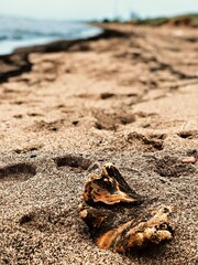 Drift Wood in the Sand 