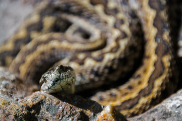 Hungarian meadow viper on the ground on a sunny day