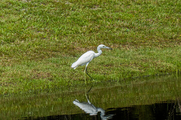 Juvenile Blue Heron
