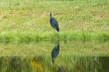 Little Blue Heron