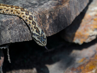 Hungarian meadow viper on the ground on a sunny day