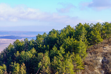 Very beautiful wildlife with coniferous forests. Background with copy space