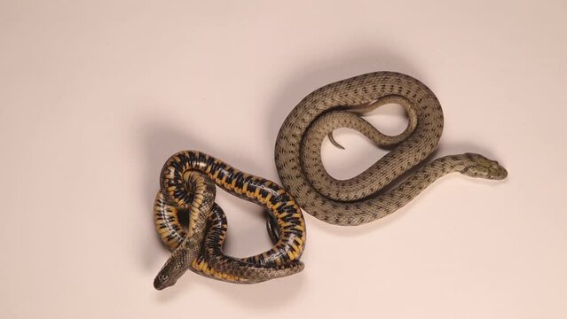 2 Snakes (dice snake) on white background.
Dorsal view and ventral view to determine the species.
also called water snake is a Eurasian nonvenomous snake 
Reptile isolated, reptiles.
wildlife, animals