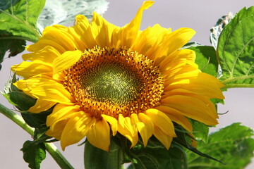 A sunflower ripens on a collective farm field in Israel.