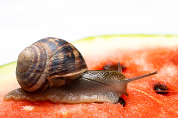 The large snail Helix pomatia crawls on a watermelon and drinks watermelon juice