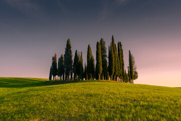 Group of cypresses on the green hill of Tuscany countryisde,  Italy
