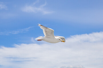 Weisse Möwe im Flug gegen blauem Himmel und weissen Wolken
