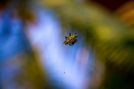 Gasteracantha cancriformis spider on its web.