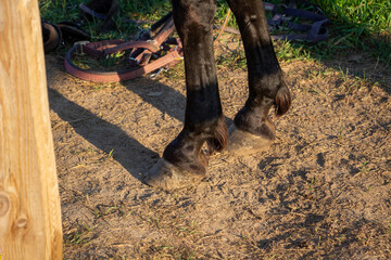 horse hooves on the background of the earth in summer