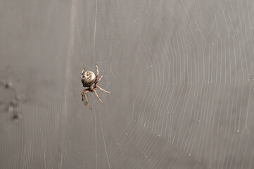 close up shot of a large brown spider hanging in its intricate silk web one dark night