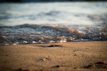 Shore of a beach in Cádiz (Spain) in a summer sunset with reflections of the sun's rays on the wet sand.
