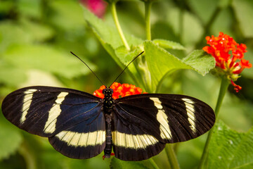 Butterfly gathering on a flower.