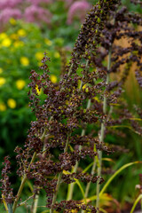 Hellebore black , or puppeteer ( lat. Veratrum nigrum ) in garden