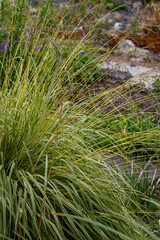 Molinia blue ( lat. Molinia caerulea ) or kneeless ; or blue grass