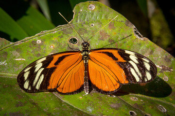 Butterfly gathering on a flower.