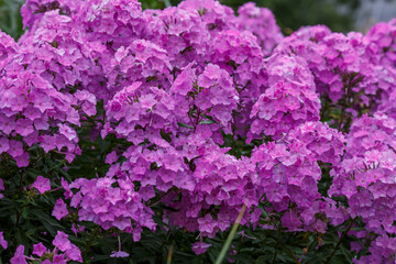 Obraz premium Beautiful purple Phlox paniculata in garden