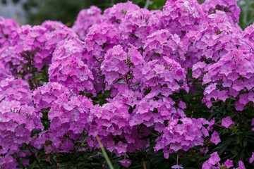 Beautiful purple Phlox paniculata in garden