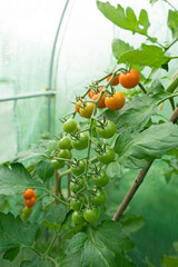 Tomato on the vine, in the poly tunnel.