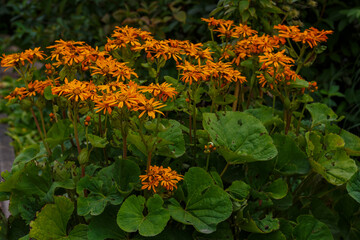 Yellow flower of Ligularia dentata Hara in autumn garden