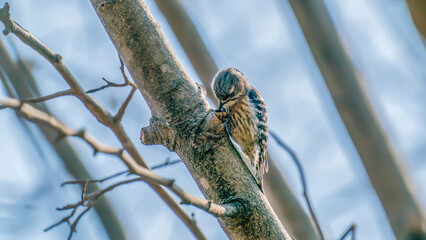 A Japanese woodpecker foraging for food