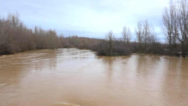 Panoramic shot of the river overflowing the banks, going down with the muddy water. Esla River, Spain