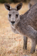 Naklejka na ściany i meble Eastern grey Kangaroo looking into the camera, in a field in the Grampians, Australia. Portrait photo