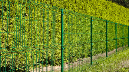 in the photo, a fence made of 3d mesh and thuja trees planted in one line