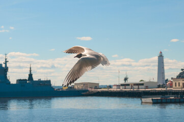 Fototapeta na wymiar Flying sea gull about coast line