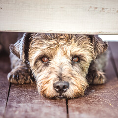 Portrait of a cute small dog lying under the bench