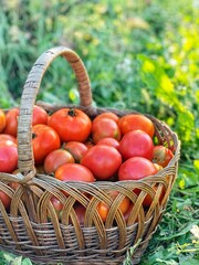 organic tomatoes in a basket