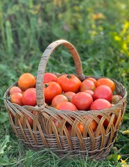 organic tomatoes in a basket