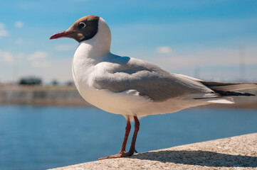 Sea gull close up sitting on a pier at sea coast