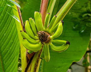 The Abacá (Musa textilis), also called Manila hemp, banana hemp or Musa hemp, is used as a fiber...