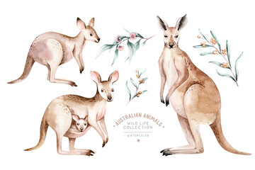 Watercolor australian cartoon kangaroo isolated on white background. Australian kangaroos set kids illustration. Nursery art