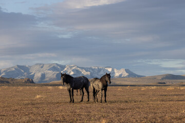 Wild Horses in Springtime in the Utah Desert