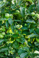 Apple tree branch with fruits growing in the garden