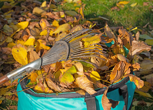 Herbstlaub im Abfallsack mit Laubrechen