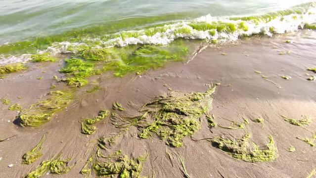 Mossy Waves // Man Walking Along the Seaside of Marmara Sea in Mossy Waves With Green Seaweed - Climate Change (4K 30fps) | Istanbul, Turkey // Man Walking in the frame at 00:00:24:05 - 00:00:33:02