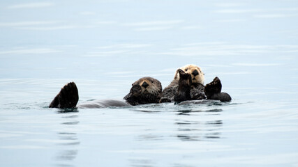 Two Sea Otters Floating In Kachemak Bay, Alaska