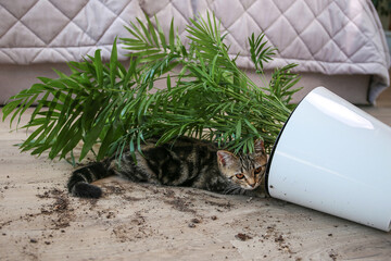  The cat overturned a pot with a flower on the floor. - obrazy, fototapety, plakaty